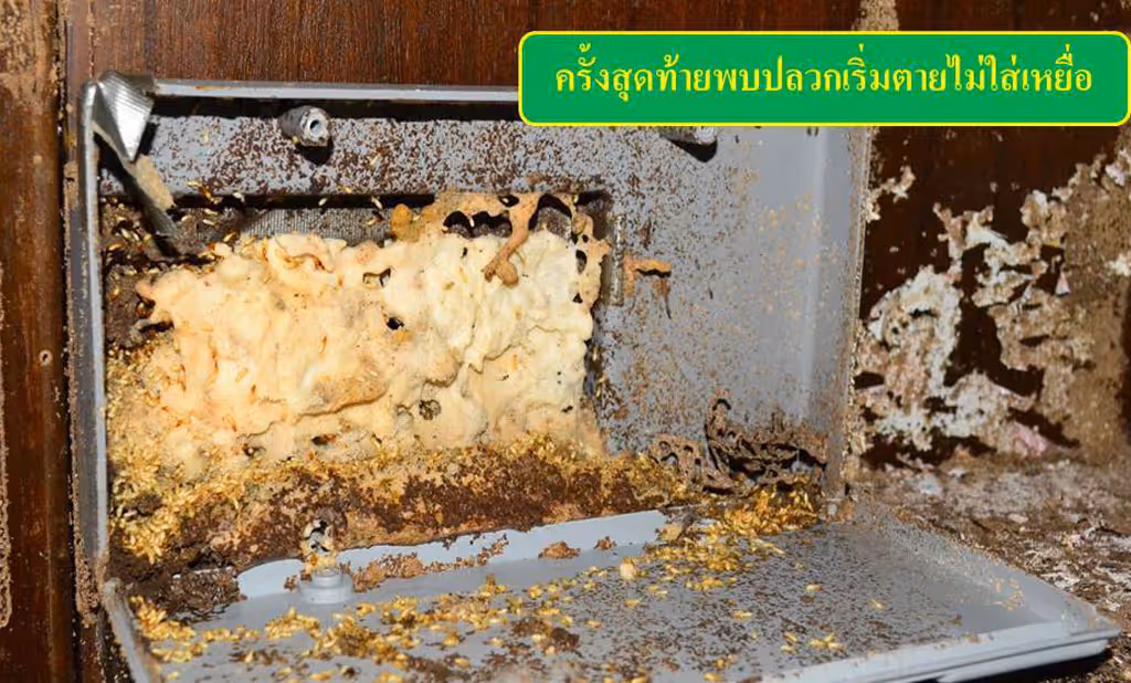 ผลงานกำจัดปลวก บุรีรัมย์ 4