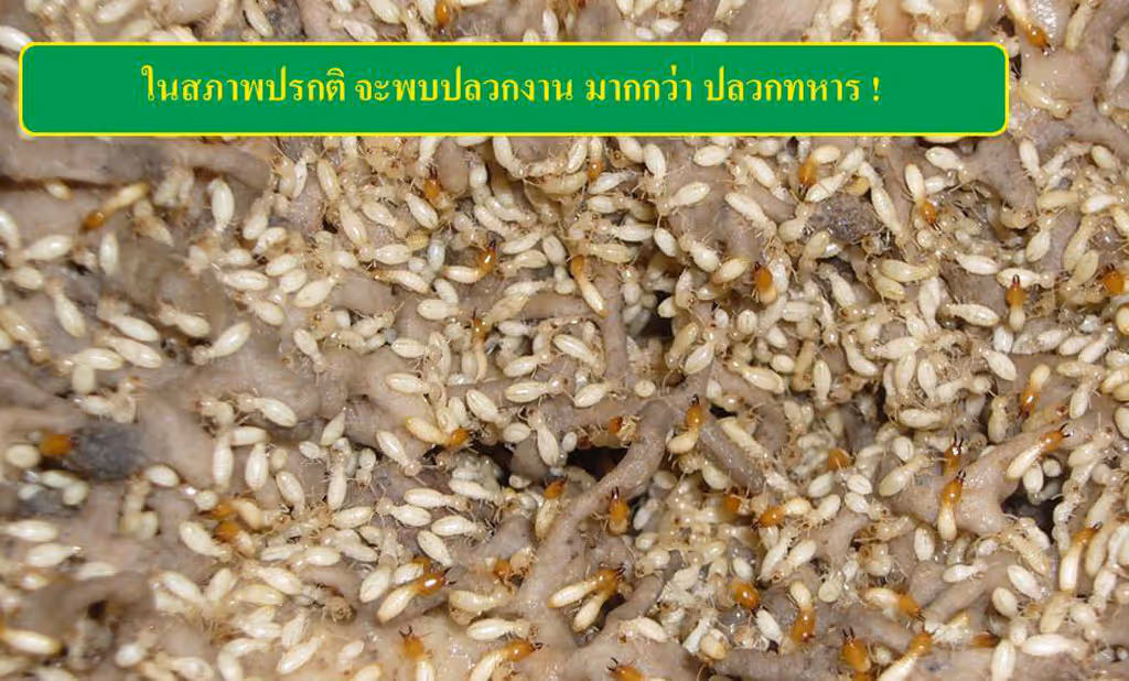 ผลงานกำจัดปลวก บุรีรัมย์ 5