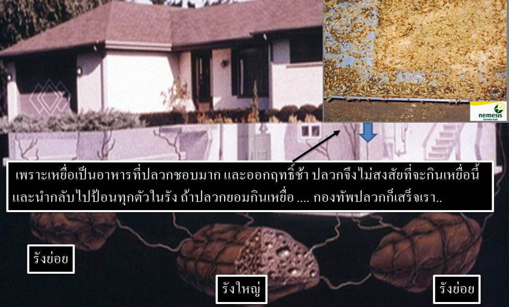 304 กำจัดปลวก ปราจีนบุรี ราคาถูก